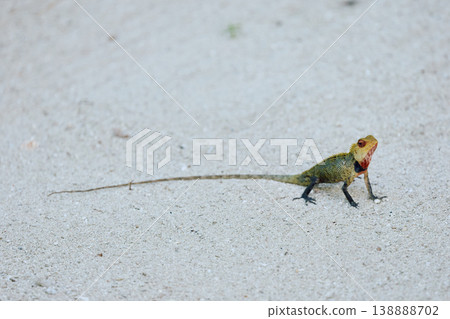 A beautiful multicolored lizard on the white sand of the Maldives island, posing for the camera A beautiful multicolored lizard on the white sand of the Maldives island, posing for the camera 138888702