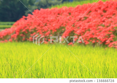 米耳和Higanbana 米耳和Higanbana 138888728