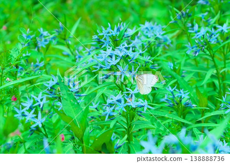 一隻黑脈白蝶正在花蕾上吸食花蜜。 一隻黑脈白蝶正在花蕾上吸食花蜜。 138888736