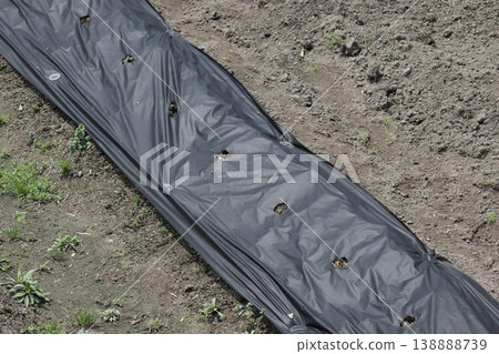 Non-woven fabric perforated mulch for agricultural use Non-woven fabric perforated mulch for agricultural use 138888739