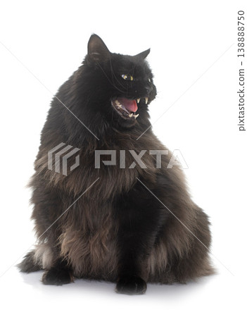 angry black cat 138888750
