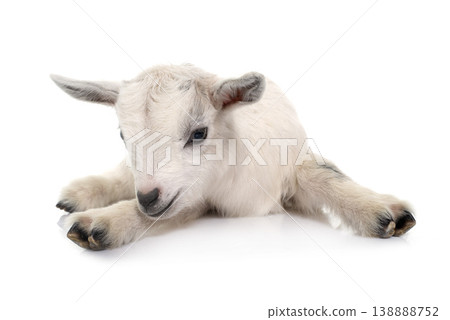 white young goat white young goat 138888752