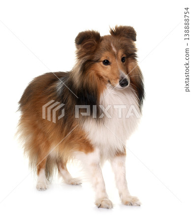 young shetland dog young shetland dog 138888754