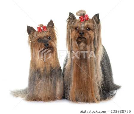 adult yorkshire terrier 138888759