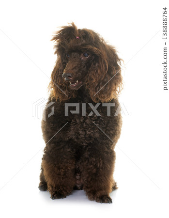 poodle in studio poodle in studio 138888764