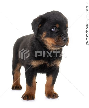 young puppy rottweiler young puppy rottweiler 138888766
