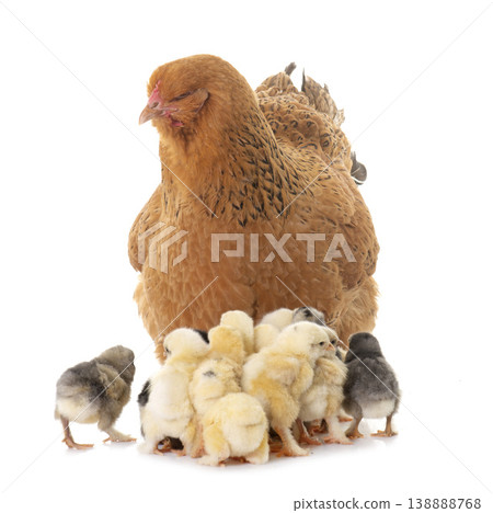 brahma chicken and chicks brahma chicken and chicks 138888768
