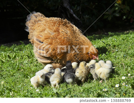 brahma chicken and chicks 138888769