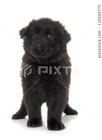 ancient type german shepherd 138888770