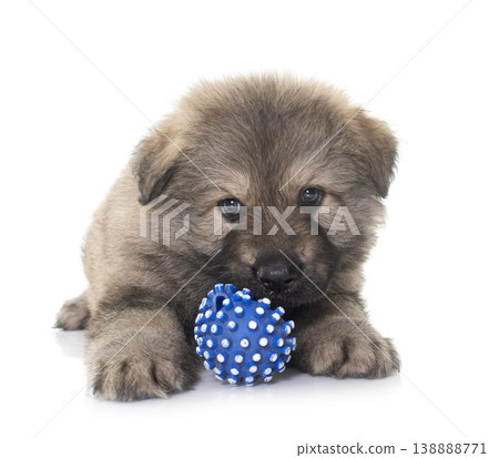ancient type german shepherd 138888771