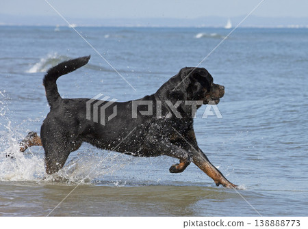 rottweiler in holidays 138888773