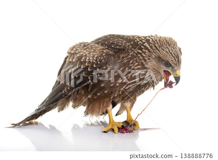 Common buzzard eating a mouse Common buzzard eating a mouse 138888776