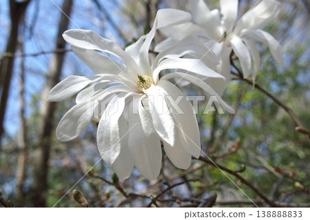 White flowers of Magnolia stellata (also known as Magnolia kobus) White flowers of Magnolia stellata (also known as Magnolia kobus) 138888833
