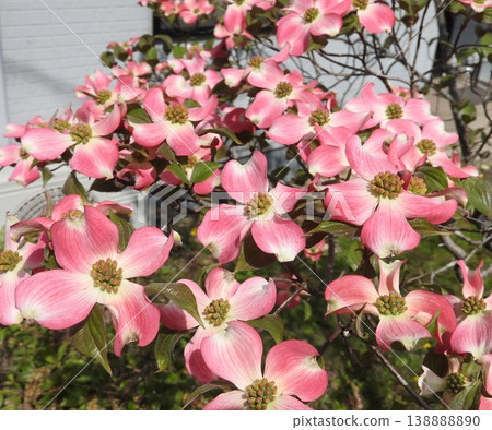 Pink dogwood blossoms in the garden of a private house. Pink dogwood blossoms in the garden of a private house. 138888890