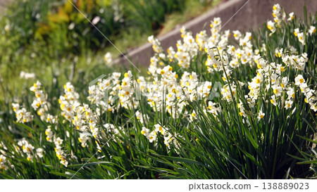 A cluster of Japanese daffodils (Saho River) A cluster of Japanese daffodils (Saho River) 138889023