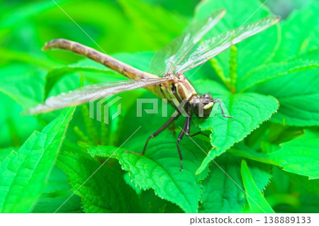 A pale-colored dragonfly that has just emerged from its chrysalis. 138889133