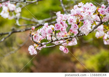 Cherry blossoms blooming along the Lake Biwa Canal in Kyoto City Cherry blossoms blooming along the Lake Biwa Canal in Kyoto City 138889144