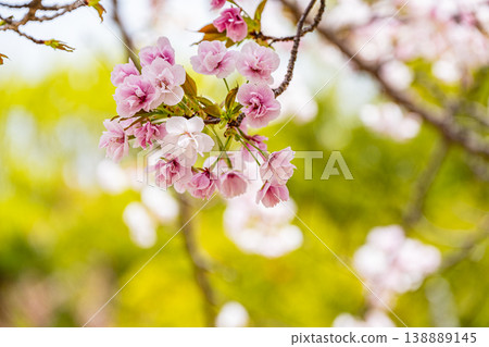 Cherry blossoms blooming along the Lake Biwa Canal in Kyoto City Cherry blossoms blooming along the Lake Biwa Canal in Kyoto City 138889145
