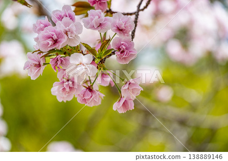Cherry blossoms blooming along the Lake Biwa Canal at the entrance to the Moroha Tunnel, Kyoto City. Cherry blossoms blooming along the Lake Biwa Canal at the entrance to the Moroha Tunnel, Kyoto City. 138889146