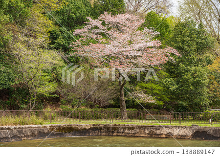 Cherry blossoms blooming along the Lake Biwa Canal in Kyoto City Cherry blossoms blooming along the Lake Biwa Canal in Kyoto City 138889147