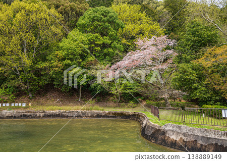 京都市諸葉隧道入口附近,琵琶湖運河沿岸鬱鬱蔥蔥的青山。 京都市諸葉隧道入口附近,琵琶湖運河沿岸鬱鬱蔥蔥的青山。 138889149