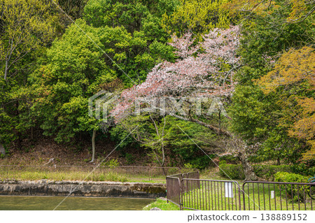 京都市諸葉隧道入口附近,琵琶湖運河沿岸鬱鬱蔥蔥的青山。 京都市諸葉隧道入口附近,琵琶湖運河沿岸鬱鬱蔥蔥的青山。 138889152