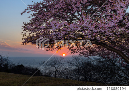 A sunset view of Kawazu cherry blossoms blooming on a hill overlooking Suruga Bay in Toda, Numazu City, Shizuoka Prefecture. A sunset view of Kawazu cherry blossoms blooming on a hill overlooking Suruga Bay in Toda, Numazu City, Shizuoka Prefecture. 138889194