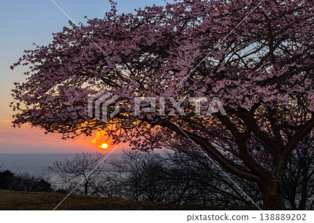 A sunset view of Kawazu cherry blossoms blooming on a hill overlooking Suruga Bay in Toda, Numazu City, Shizuoka Prefecture. A sunset view of Kawazu cherry blossoms blooming on a hill overlooking Suruga Bay in Toda, Numazu City, Shizuoka Prefecture. 138889202