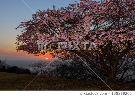 A sunset view of Kawazu cherry blossoms blooming on a hill overlooking Suruga Bay in Toda, Numazu City, Shizuoka Prefecture. A sunset view of Kawazu cherry blossoms blooming on a hill overlooking Suruga Bay in Toda, Numazu City, Shizuoka Prefecture. 138889203