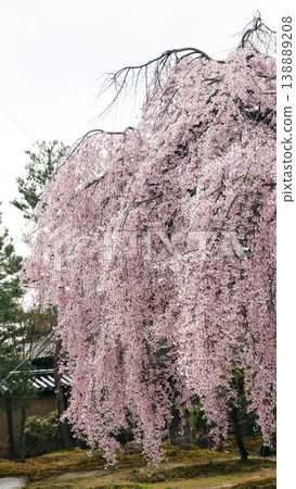 高台寺八心亭庭園的垂枝櫻花 高台寺八心亭庭園的垂枝櫻花 138889208