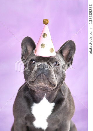 Black French Bulldog dog wearing party hat on pink background Black French Bulldog dog wearing party hat on pink background 138889228