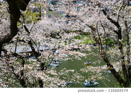 櫻花在Imperial Chidorigafuchi 櫻花在Imperial Chidorigafuchi 138889374