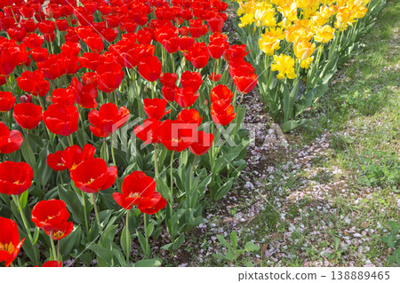 Colorful tulip field, red tulip flowers, tulips, tulip field, flowers, flower field, fresh greenery, in full bloom Colorful tulip field, red tulip flowers, tulips, tulip field, flowers, flower field, fresh greenery, in full bloom 138889465