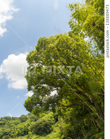 藍天和新鮮的綠色樹 藍天和新鮮的綠色樹 138889473