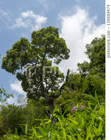 藍天和新鮮的綠色樹 藍天和新鮮的綠色樹 138889474