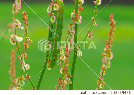 以酢漿草花為食的酢漿草蛾(Ayamokumekiri moth)幼蟲。 以酢漿草花為食的酢漿草蛾(Ayamokumekiri moth)幼蟲。 138889476