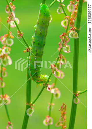The larva of the sorrel moth (Ayamokumekiri moth) feeding on sorrel flowers. The larva of the sorrel moth (Ayamokumekiri moth) feeding on sorrel flowers. 138889477