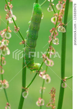 The larva of the sorrel moth (Ayamokumekiri moth) feeding on sorrel flowers. 138889478
