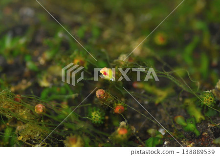 Cladopus japonicus Cladopus japonicus 138889539