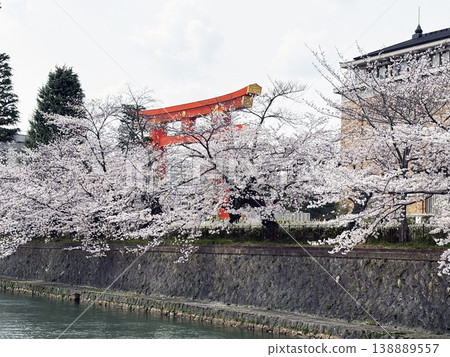 Gion branch cherry blossoms of Maruyama Park Gion branch cherry blossoms of Maruyama Park 138889557
