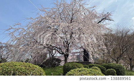 Gion branch cherry blossoms of Maruyama Park Gion branch cherry blossoms of Maruyama Park 138889561