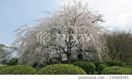 Gion branch cherry blossoms of Maruyama Park Gion branch cherry blossoms of Maruyama Park 138889565