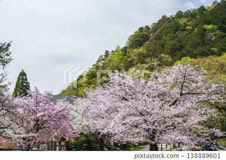 京都琵琶湖運河沿岸櫻花盛開 京都琵琶湖運河沿岸櫻花盛開 138889601