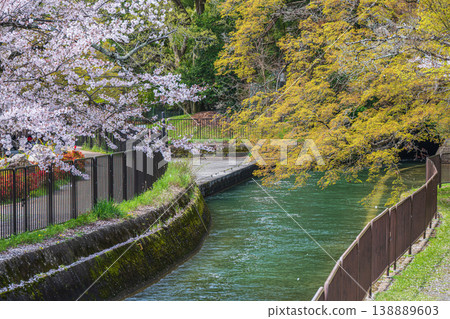 京都市琵琶湖運河春季景色 京都市琵琶湖運河春季景色 138889603