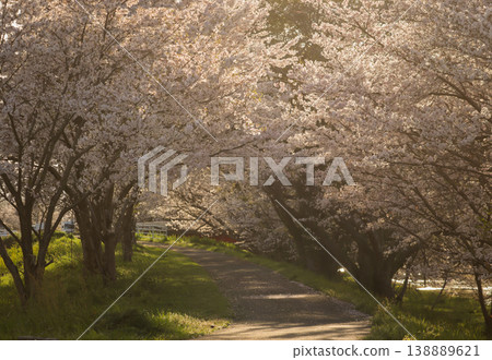 A tunnel of small cherry trees A tunnel of small cherry trees 138889621