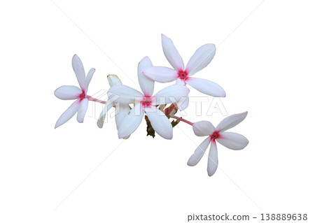 Kopsia Pink Gardenia Flowers Plant 138889638