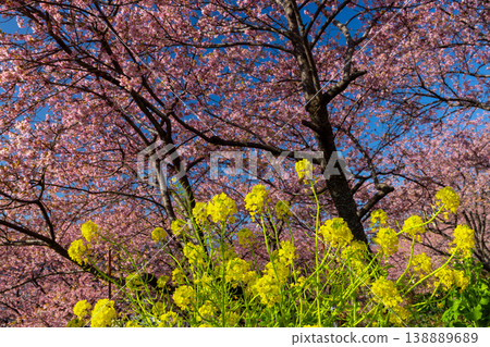 神奈川縣足柄上郡松田町松田蒼涼西平畑公園早春盛開的河津櫻花和油菜花的景色。 138889689
