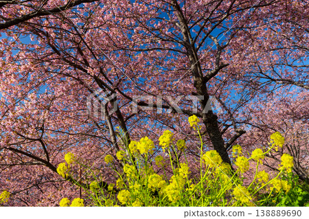 神奈川縣足柄上郡松田町松田蒼涼西平畑公園早春盛開的河津櫻花和油菜花的景色。 神奈川縣足柄上郡松田町松田蒼涼西平畑公園早春盛開的河津櫻花和油菜花的景色。 138889690