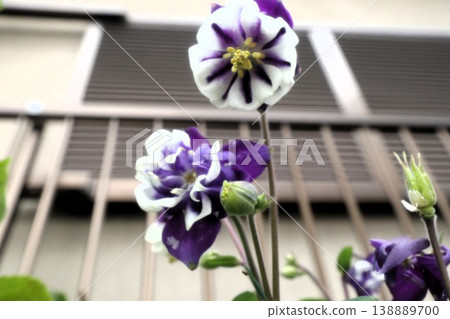 Spring garden flowers, columbine: cultivars Spring garden flowers, columbine: cultivars 138889700