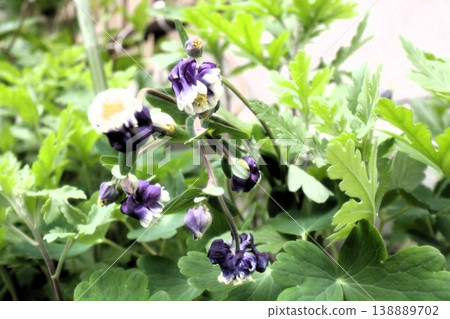 Spring garden flowers, columbine: cultivars Spring garden flowers, columbine: cultivars 138889702